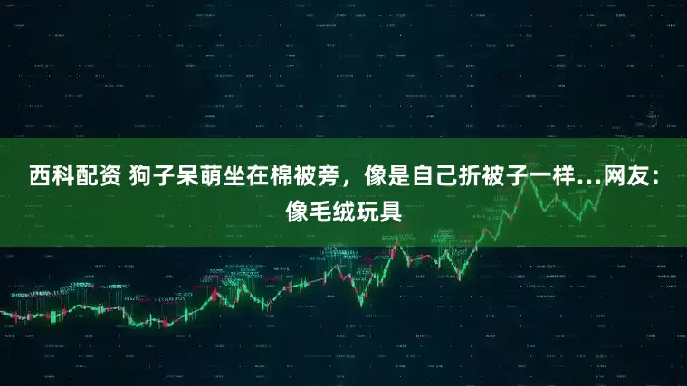 西科配资 狗子呆萌坐在棉被旁，像是自己折被子一样…网友：像毛绒玩具