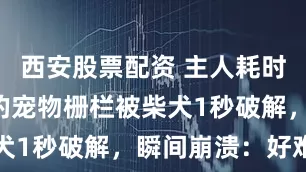 西安股票配资 主人耗时许久装好的宠物栅栏被柴犬1秒破解，瞬间崩溃：好难